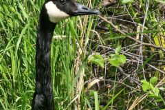 Canadian-Goose-Close-Up