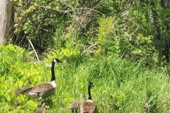 Canadian-Geese-Family-of-5-Copy