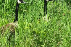 Canadian-Geese