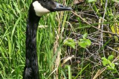 Canadian-Goose-Close-Up