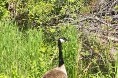 Canadian-Goose-Full