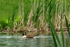 Canadian-Goose-Pond