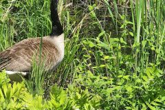 Canadian-Goose