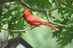 Cardinal-Heres-lookin-at-you-kid