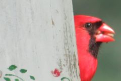 Cardinal-peek-eye-up-close