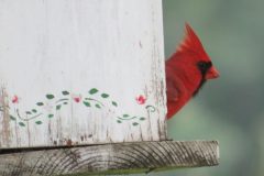 Cardinals