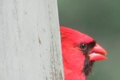 Caedinal-better-up-close-eye