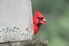 Cardinal-Seed