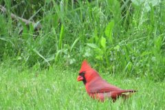 Cardinal-You-lookin-at-me