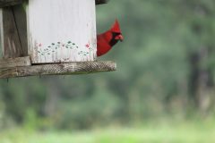 Cardinal-looking-at-me