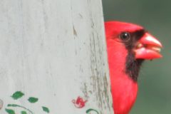 Cardinal-peek-eye-up-close