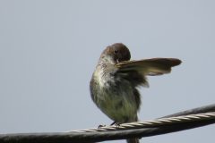 Catbird-Bath