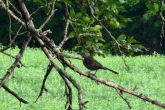 Catbird-in-a-tree