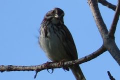 Catbird