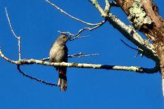Catbird-2