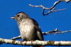 Catbird-CLoseUp