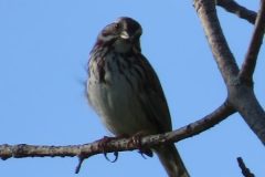 Catbird-on-Branch