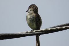 Catbird-on-wire