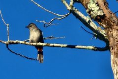 Catbird