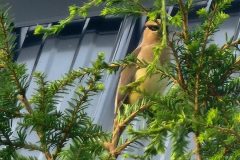 Cedar Waxwing