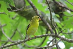 Female-Gold-Finch-close-clear-Copy