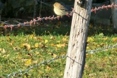 Finch-Barbed-Wire-2-Copy