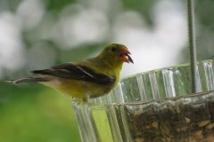 Finch-cracking-seed-Copy