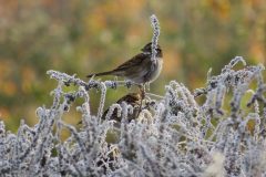 Finches