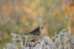 Finch-frozen-grass-Copy