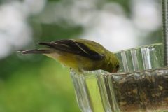 Finch-selecting-lunch-Copy