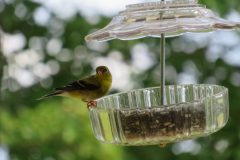 Finch-stare-down-Copy