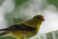 Finch-up-close-Copy