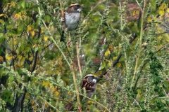 Finches-2-Copy