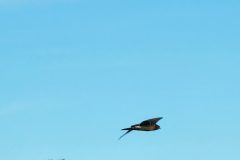 Flight-2-Copy
