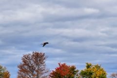 Flight-4-Copy