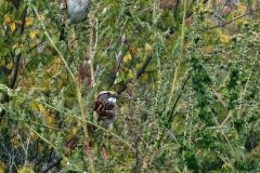 Fun-Finches-on-weeds-Copy