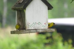 Gold-Finch-Crisp-mom-pop-Copy