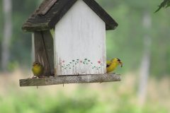 Gold-Finch-Mom-Pop-checking-me-out