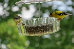 Gold-finch-male-chasing-off-female-Copy