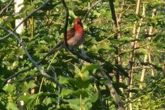 Purple-Finch-1