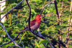 Purple-Finch-Best
