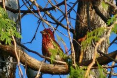 Purple-Finch-in-Cedar-2
