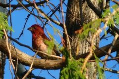 Purple-Finch-in-Cedar-4