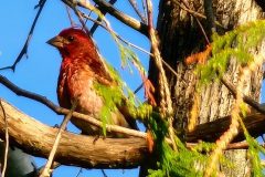 Purple-Finch-in-Cedar-Close-Up