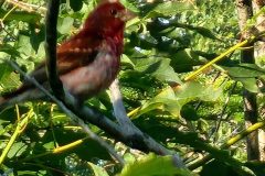 Purple-Finch