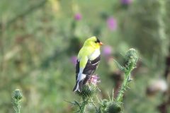 Yellow-Finch-on-Thistle