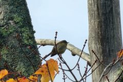 Finch-Tree-2-Copy
