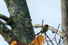 Finch-Tree-Copy