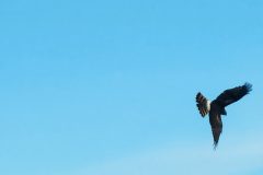 Flight-3-Copy