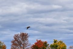 Flight-4-Copy
